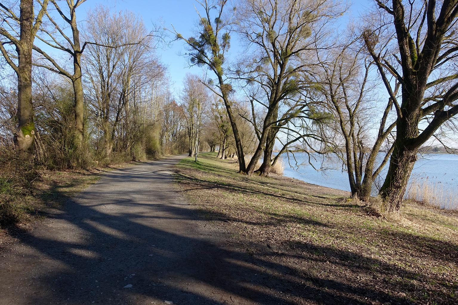 Ein Gehweg mit Bäumen entlang einer Wasserfläche
