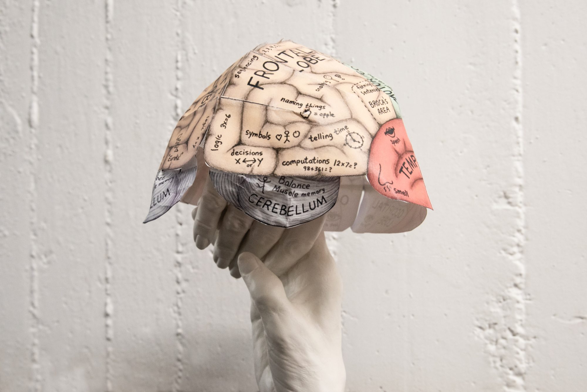 Eine Hand hält ein gefaltetes Papiermodell eines Gehirns mit beschrifteten Arealen als Symbolbild für Brain Health.